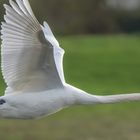 Schwan im Vorbeiflug