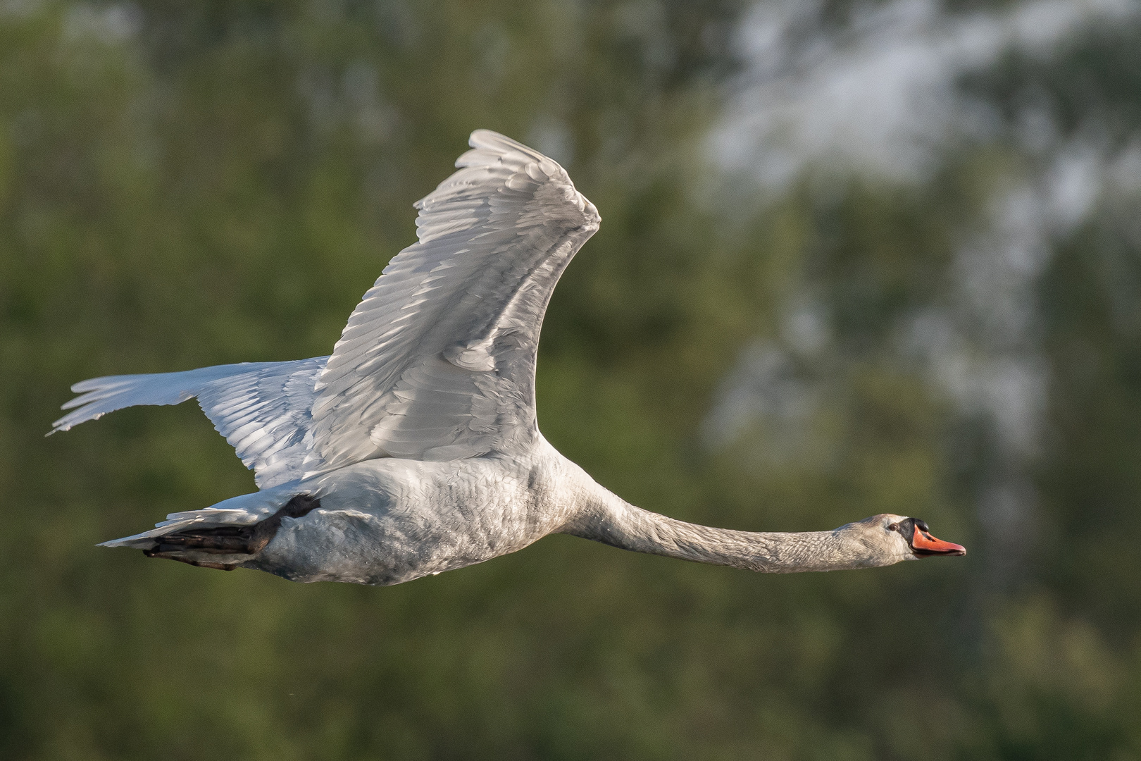 Schwan im Vorbeiflug