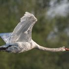 Schwan im Vorbeiflug