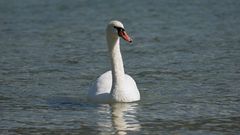 Schwan im Wasser