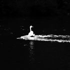 Schwan im Wasser