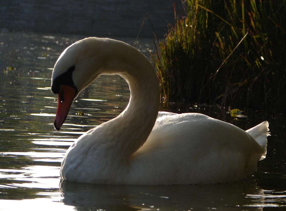 Schwan im Wasser