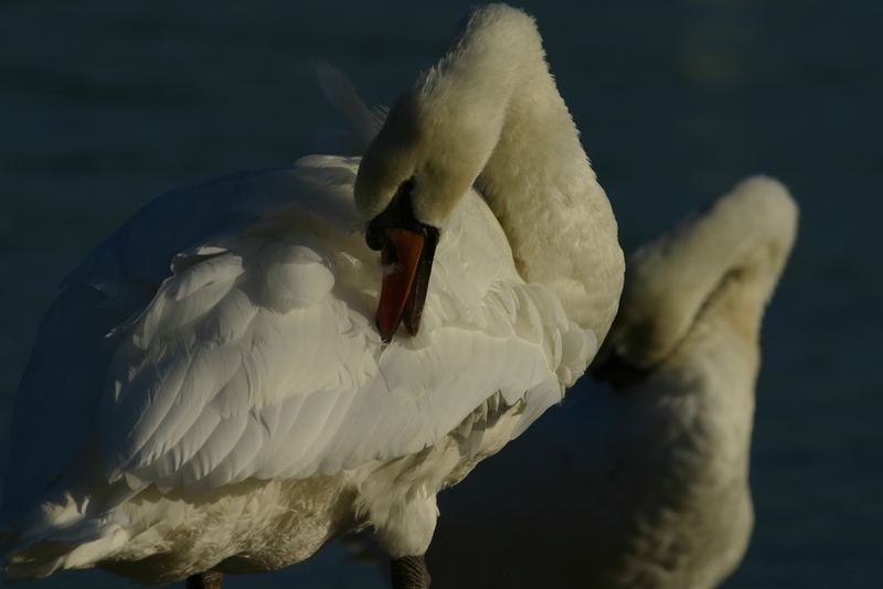 Schwan im weichen Abendlicht 1