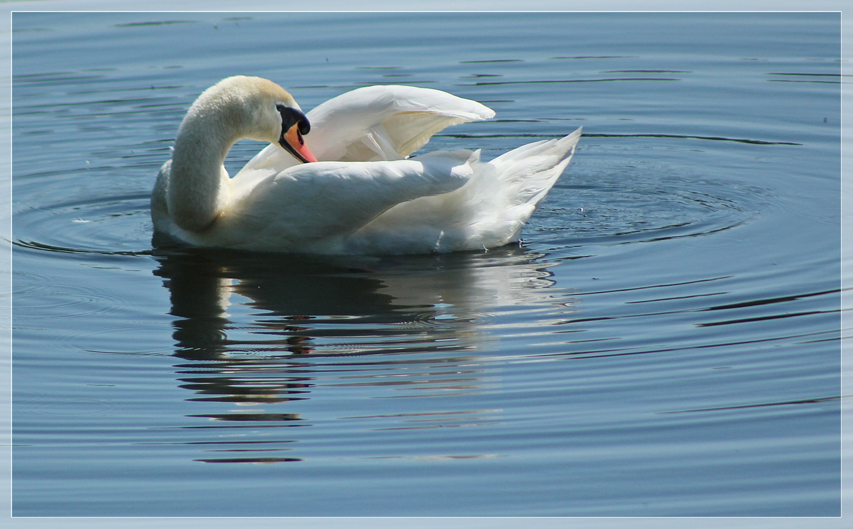 Schwan im Weiher