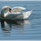 Schwan im Weiher