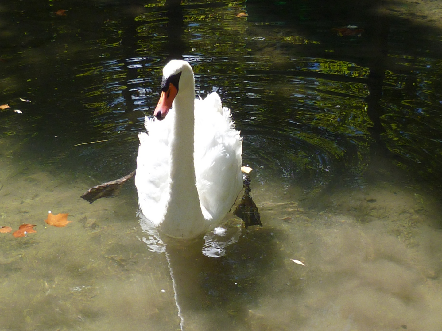 Schwan im Wildpark - krker Wasserfall - Kroatien