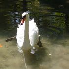 Schwan im Wildpark - krker Wasserfall - Kroatien