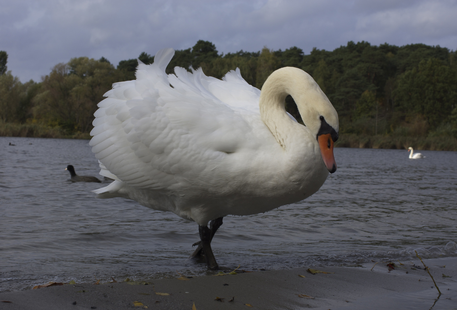 Schwan im Wind........