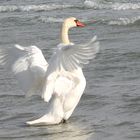 Schwan im Wind