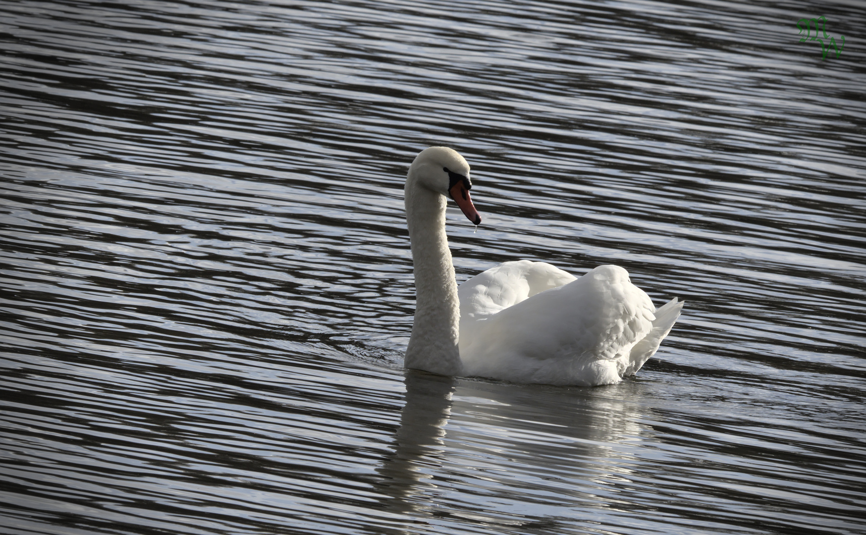 Schwan im Wind