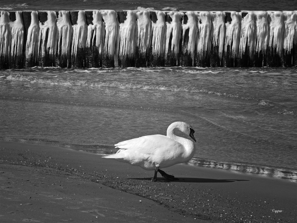 Schwan im Winter