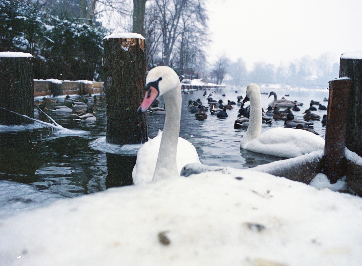 Schwan im Winter