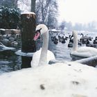 Schwan im Winter