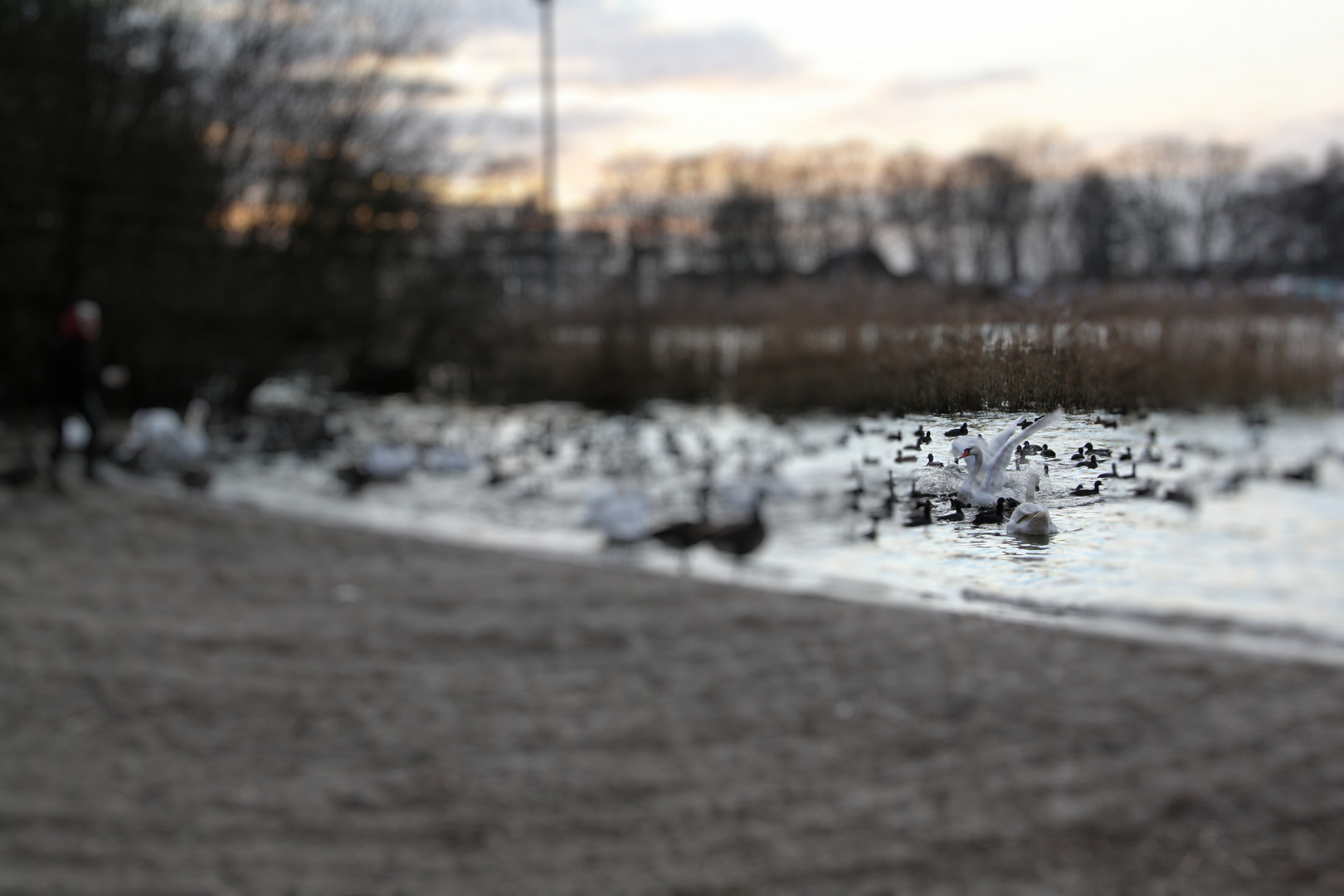 Schwan im Winter