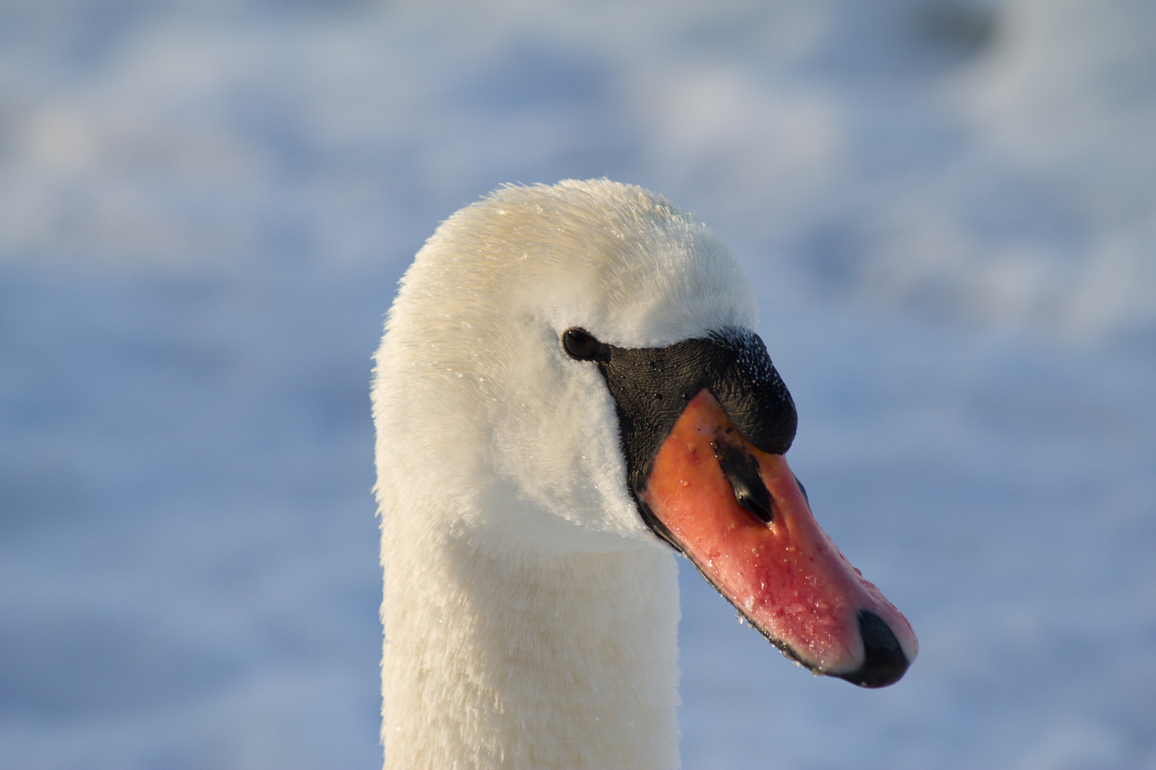 Schwan im Winter