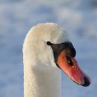 Schwan im Winter