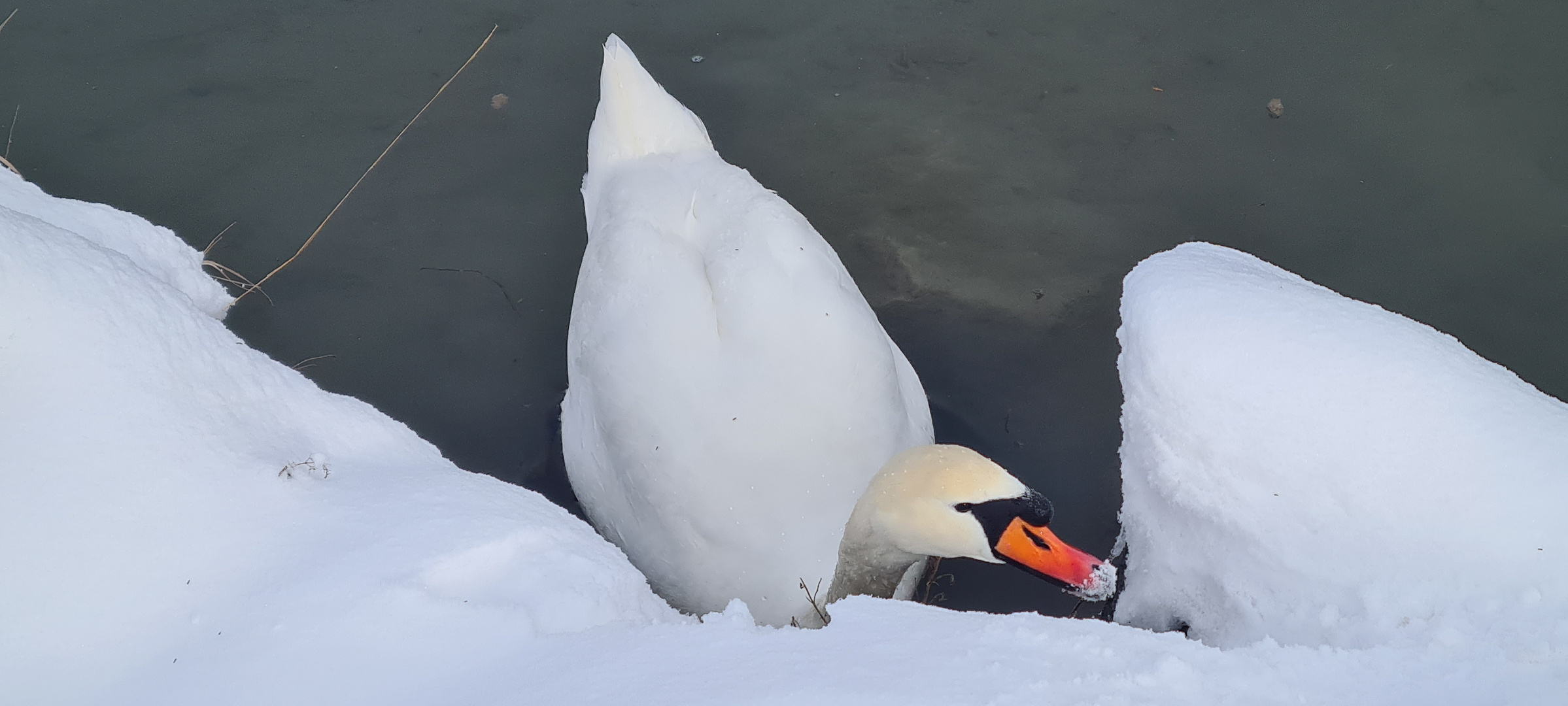 Schwan im Winter