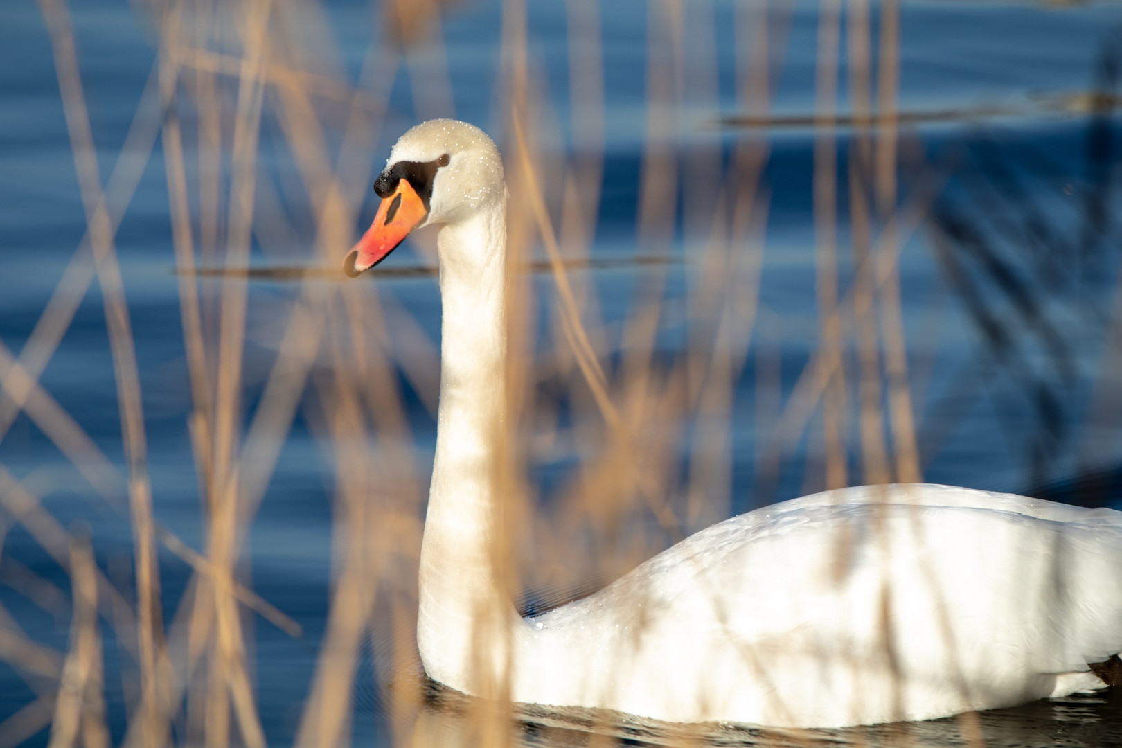 Schwan im Winter