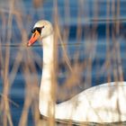 Schwan im Winter