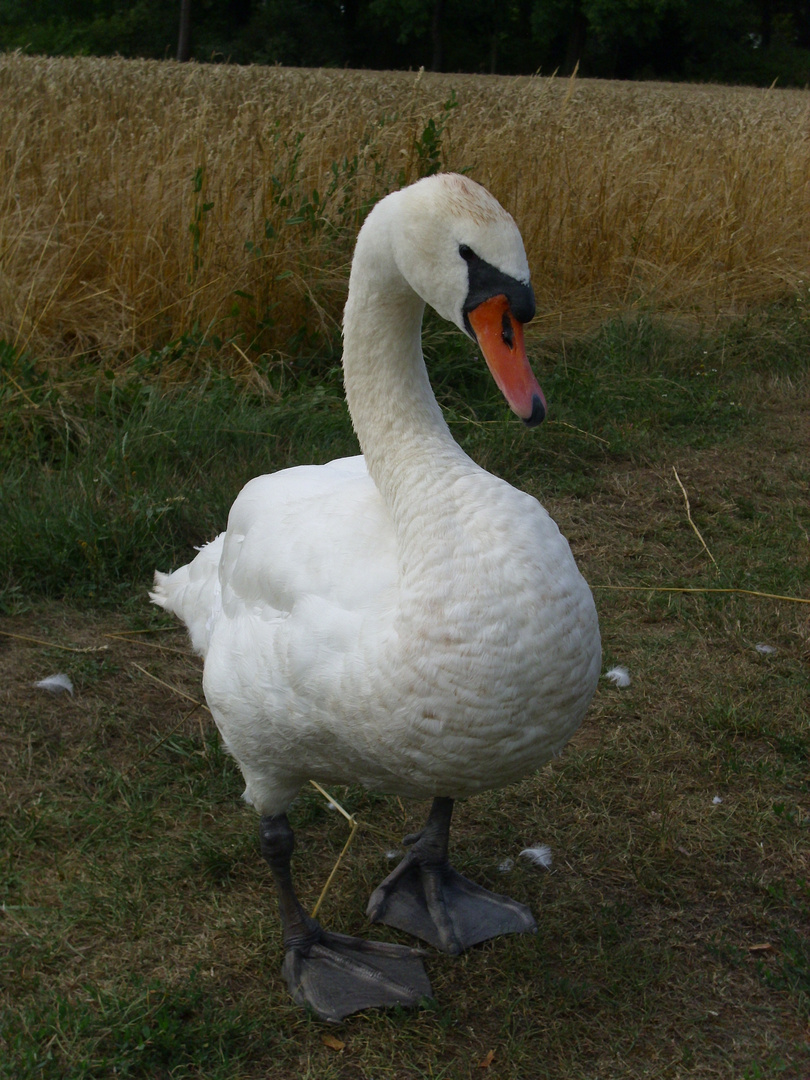 Schwan im Wörlitzer Park