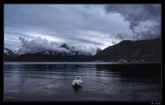 Schwan im Zeller See