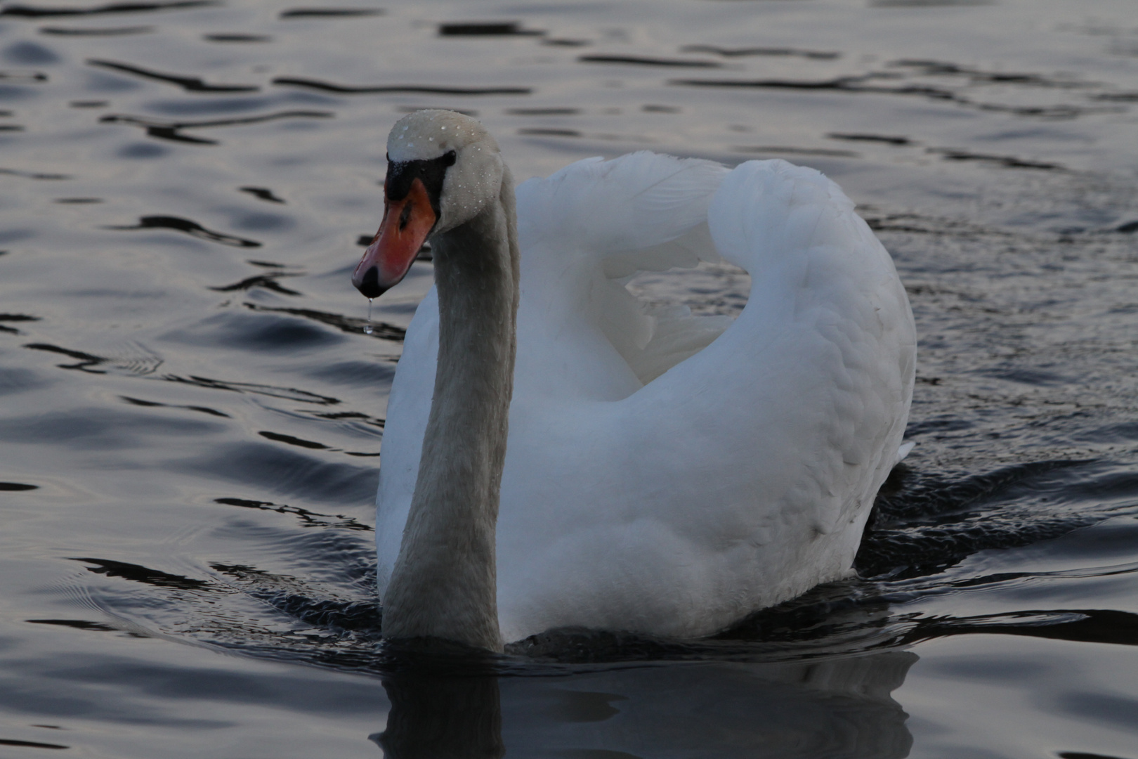 Schwan in Abenddämmerung