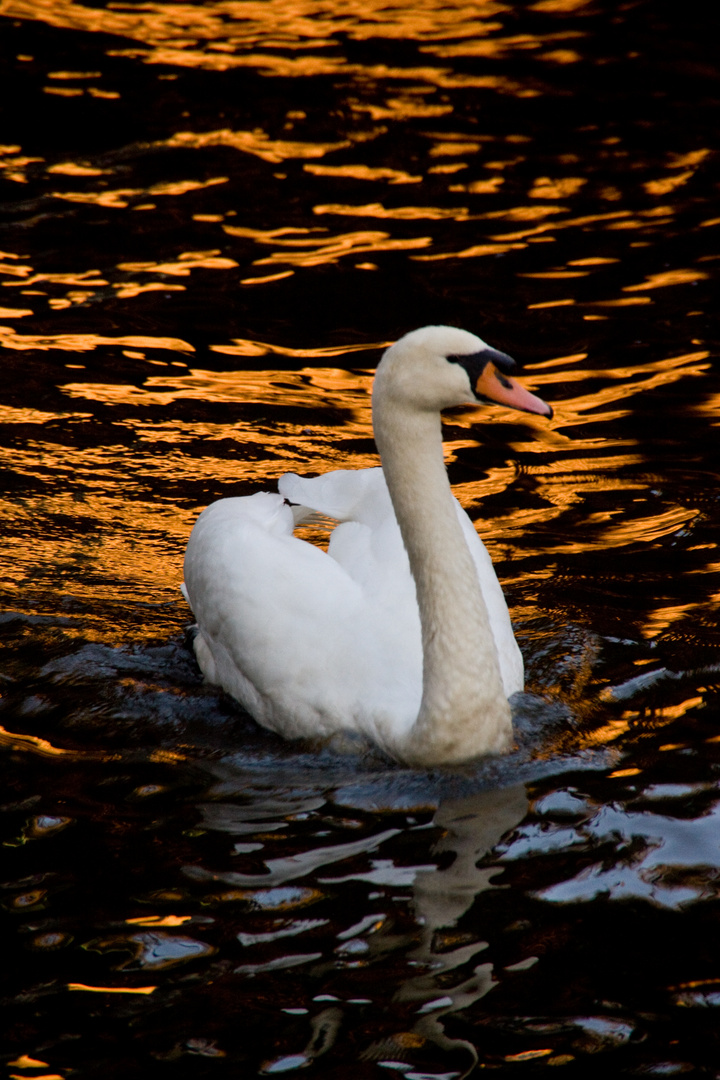 Schwan in Amsterdamer Gracht