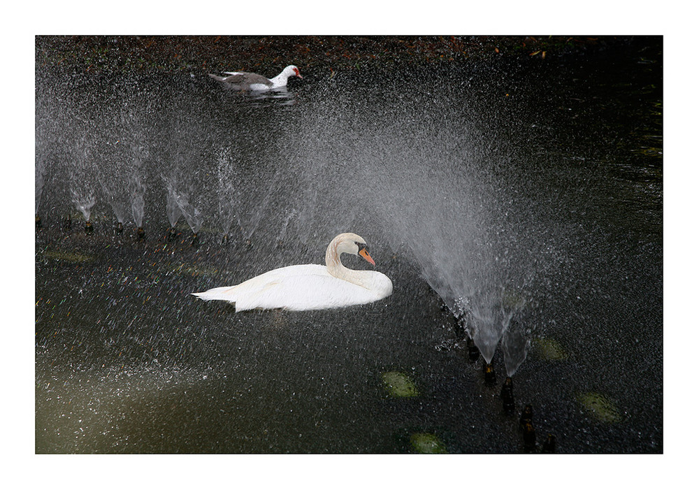 Schwan in Bedrängnis.........