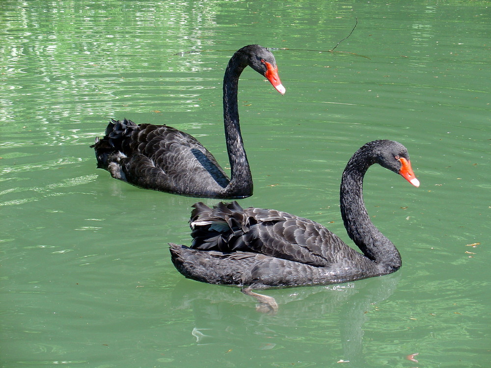 Schwan in Black !!