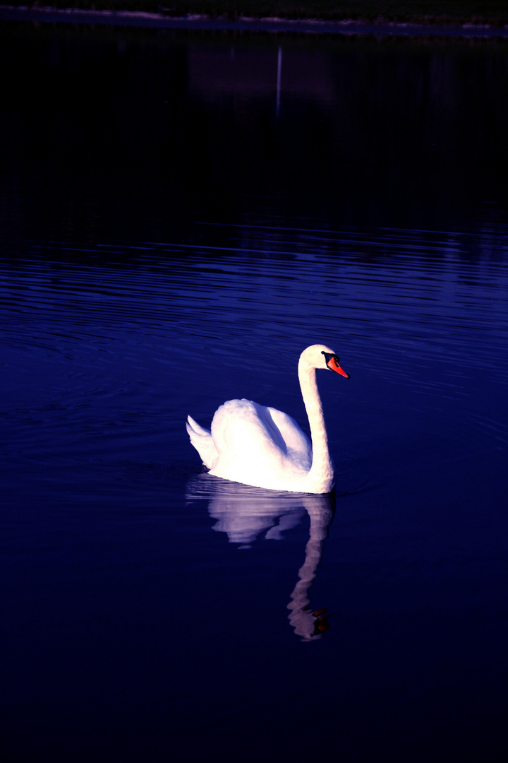 Schwan in blau