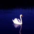 Schwan in blau