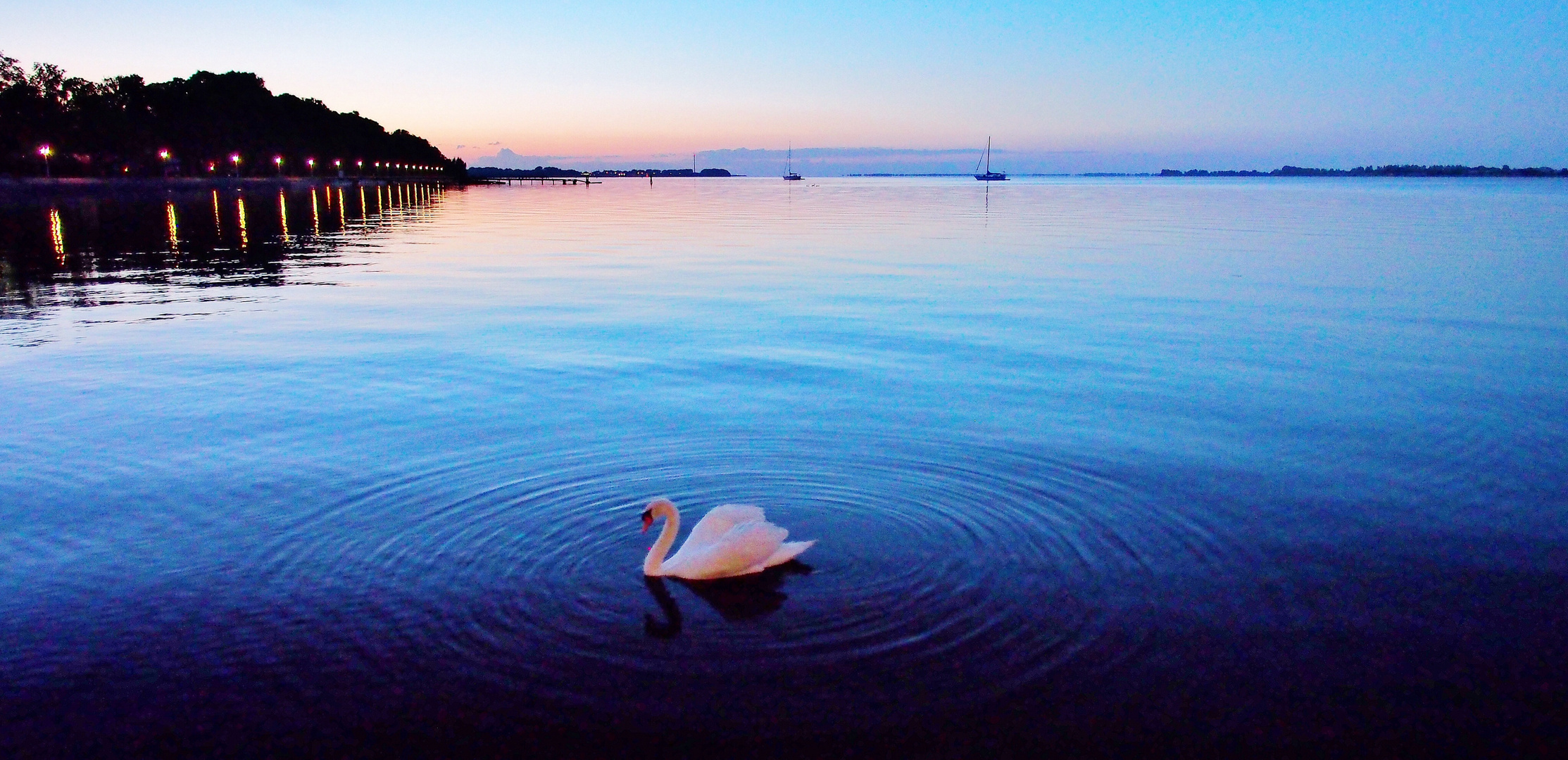 Schwan in blauer Stunde