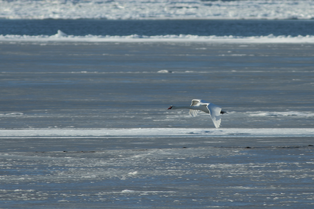 schwan in daenemark