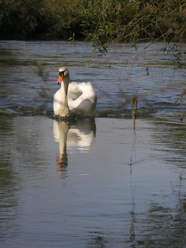 Schwan in den Rheinauen