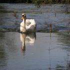 Schwan in den Rheinauen