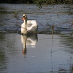 Schwan in den Rheinauen