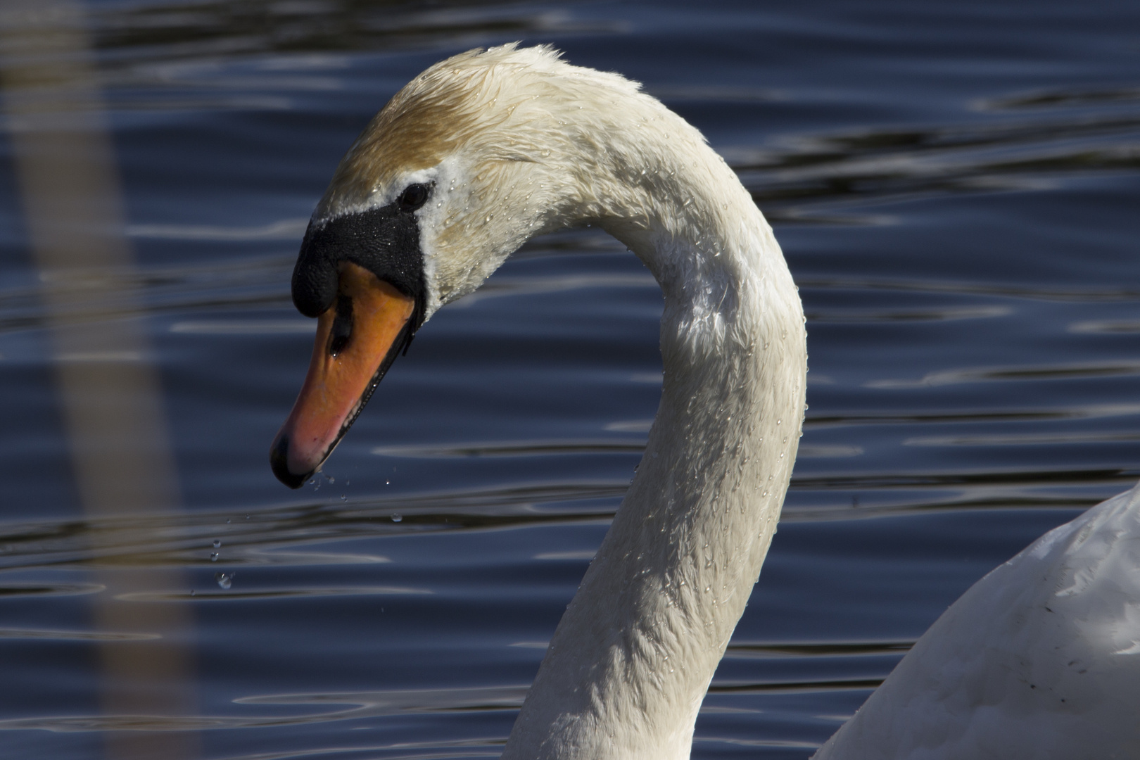 Schwan in den Rieselfeldern - Münster