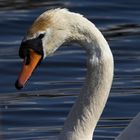 Schwan in den Rieselfeldern - Münster