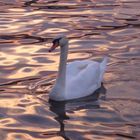 schwan in der abenddämmerung