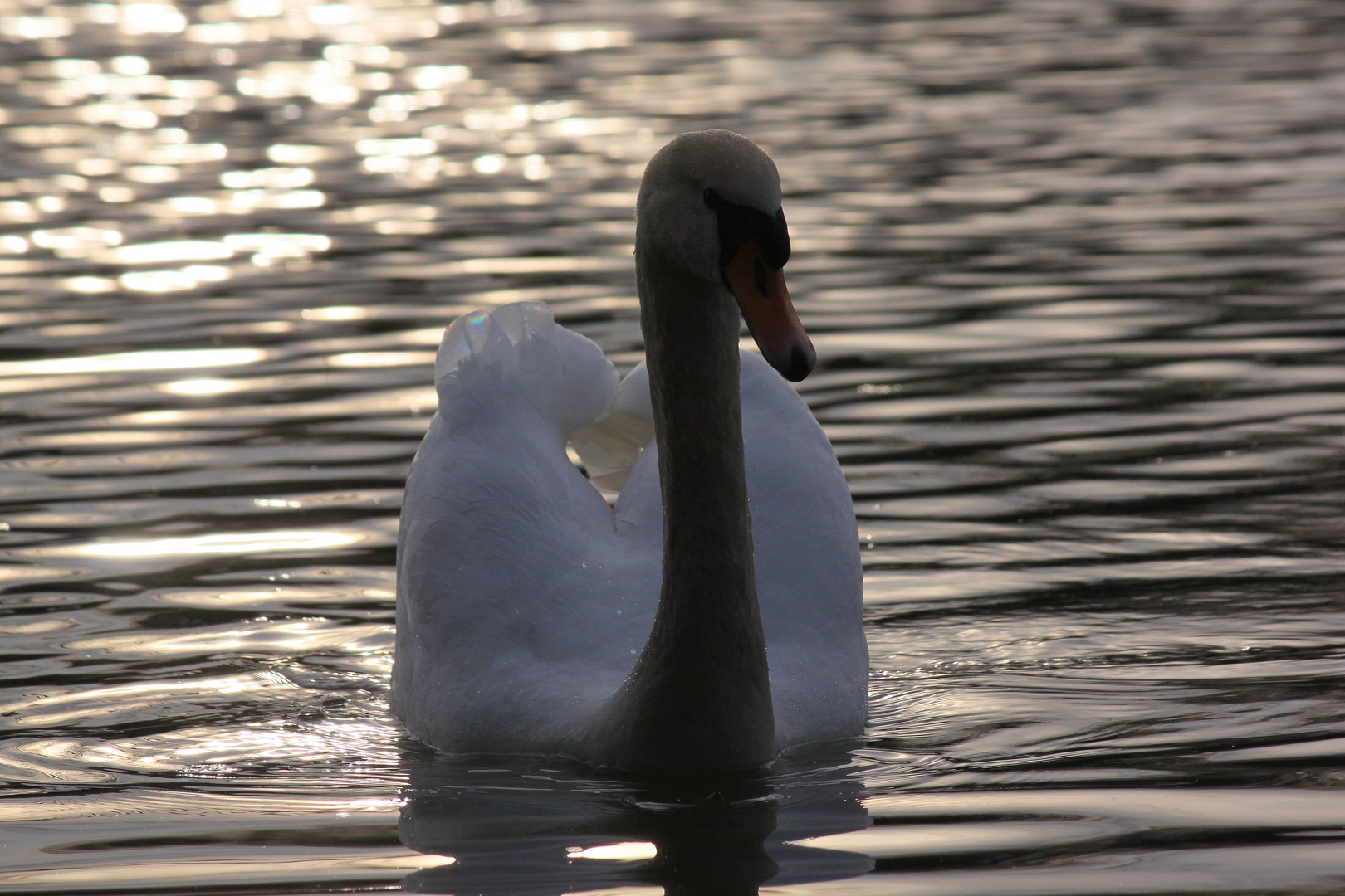 Schwan in der Abenddämmerung