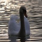 Schwan in der Abenddämmerung