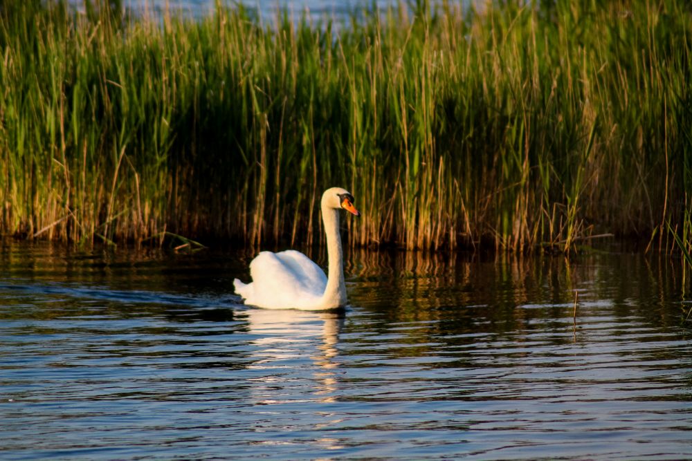 Schwan in der Abenddämmerung