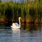 Schwan in der Abenddämmerung