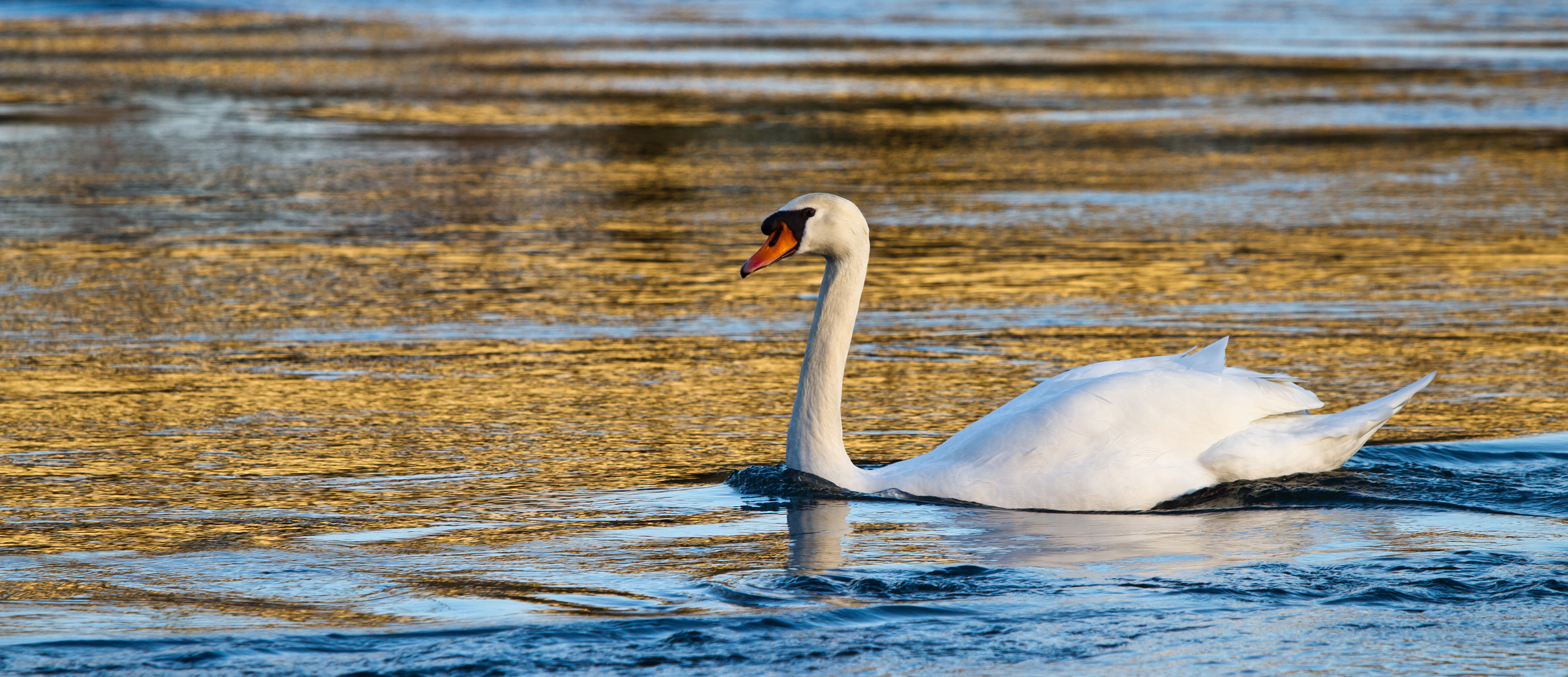 Schwan in der abendlichen Sonne