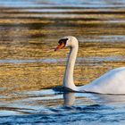 Schwan in der abendlichen Sonne