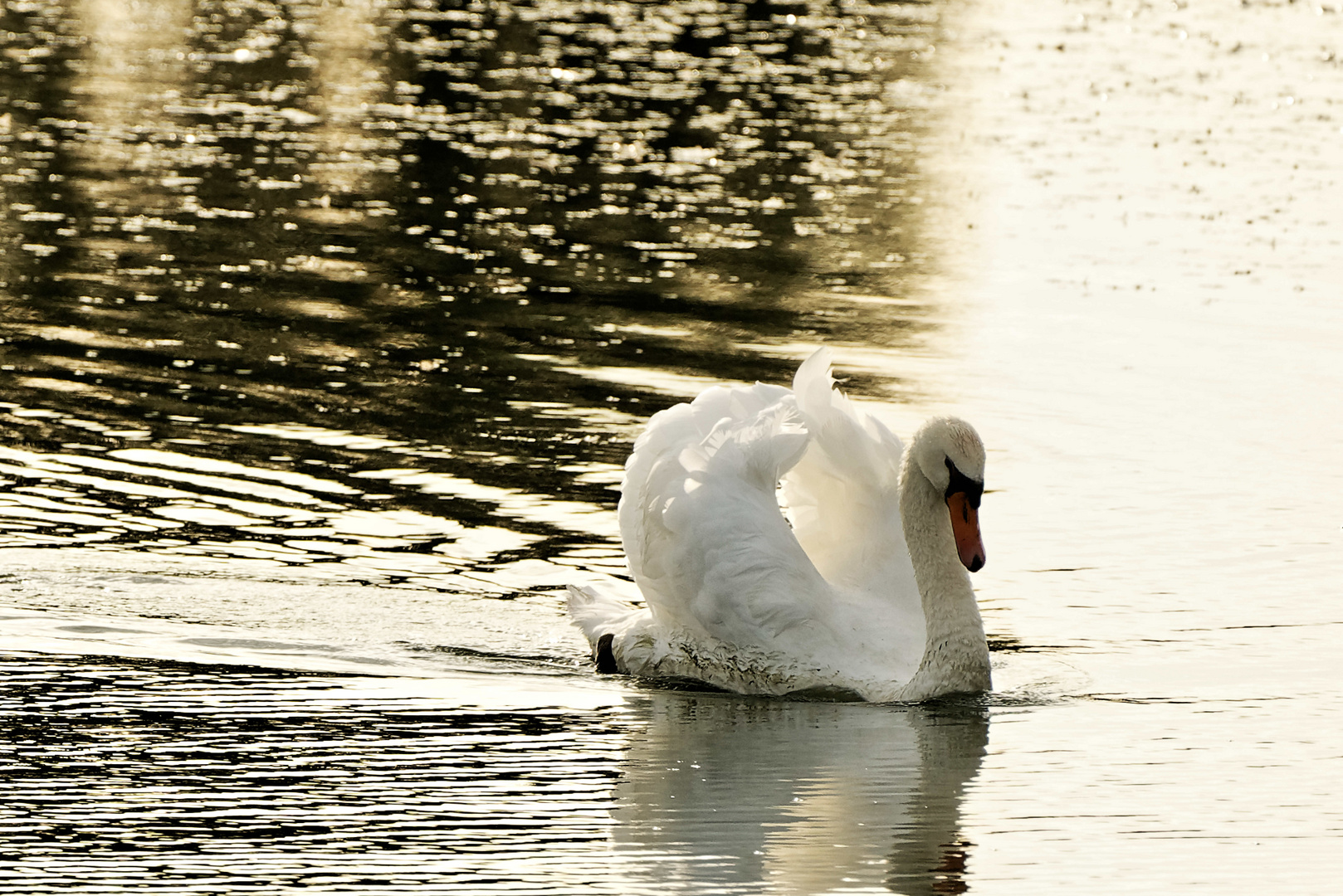 Schwan in der Abendsonne