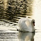 Schwan in der Abendsonne