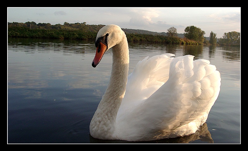 Schwan in der Abendsonne