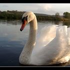 Schwan in der Abendsonne