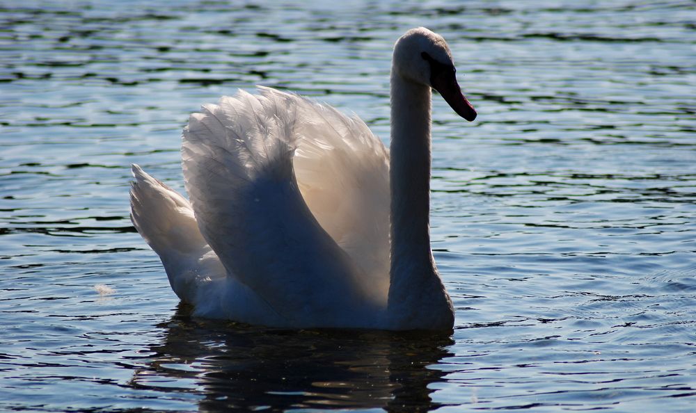 Schwan in der Abendsonne